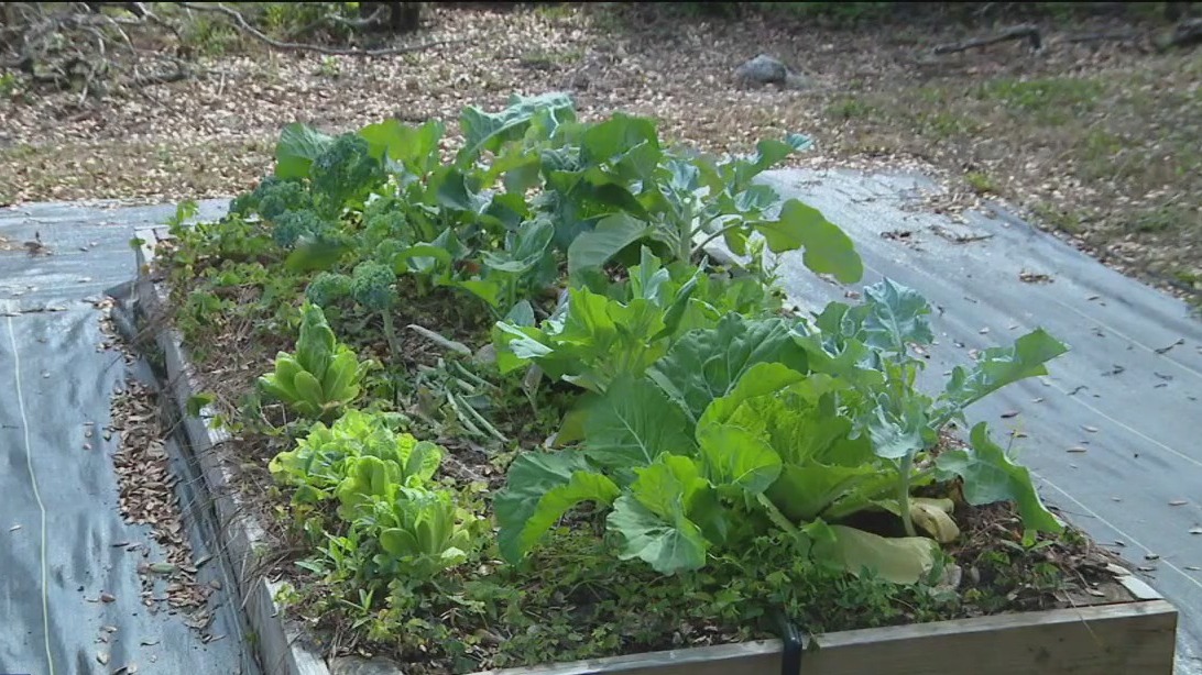 Testing your yard and garden soil